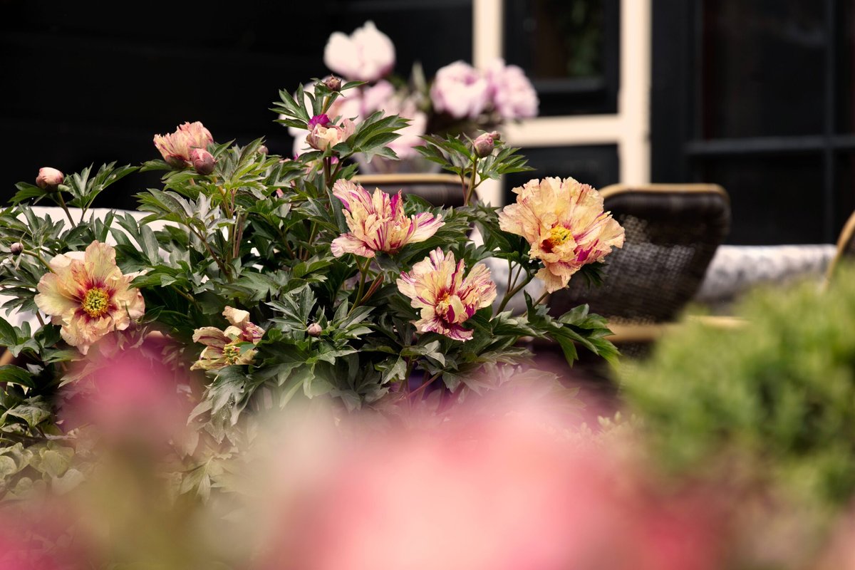 Home & Garden Inspirations Spotlights Award-Winning Naturosa Rose Series